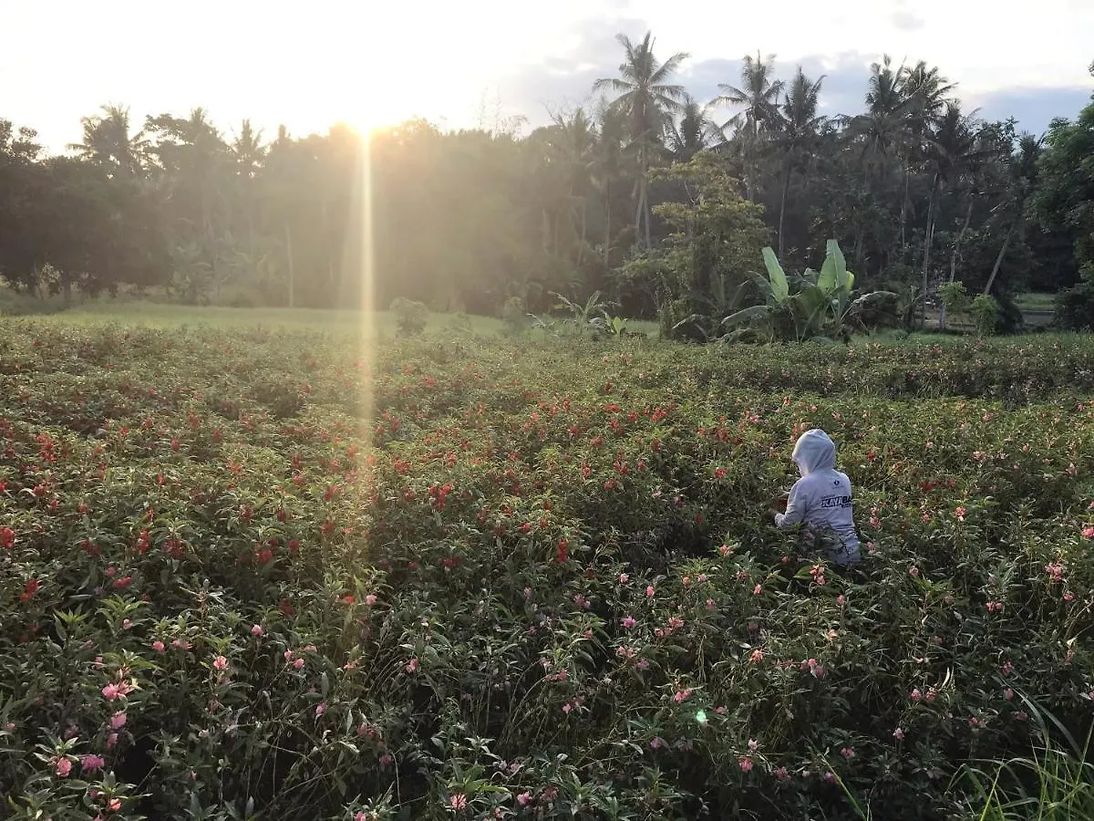 Lod Ubud Villa Indonesia