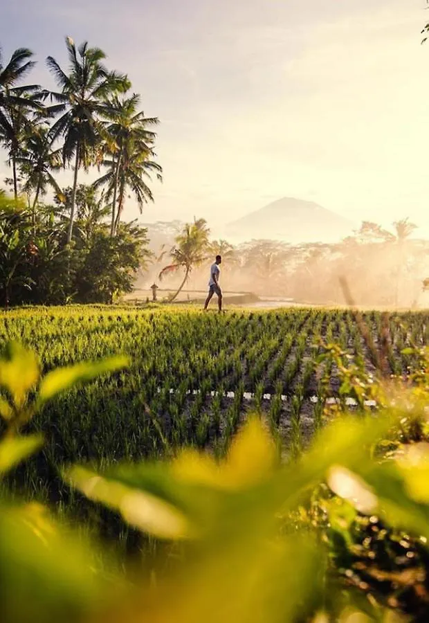 Lod Ubud Villa 0*, Ubud (Bali) Indonesia